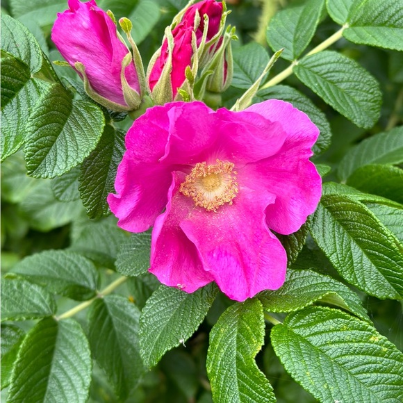 LIKE THIS TO SAVE ME! - Picture 5 of 16